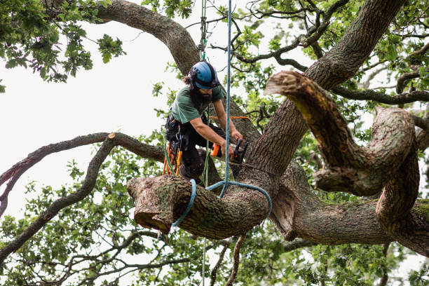 How Our Tree Care Process Works  in  Kenyon, MN